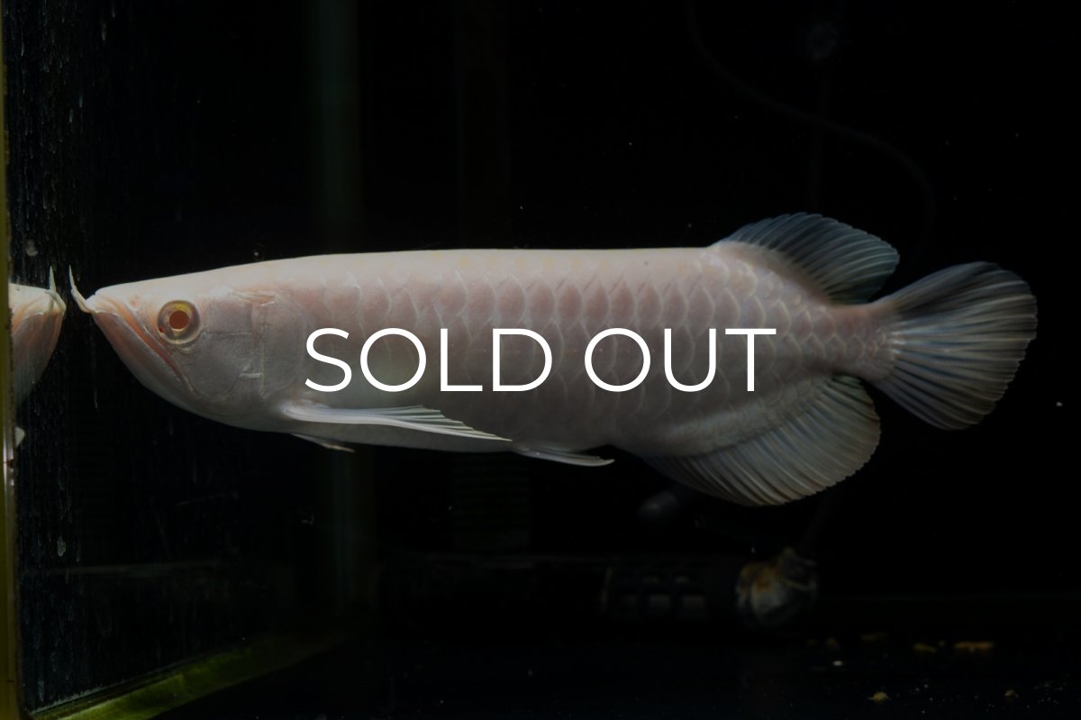 画像1: アルビノ過背金龍　NO.1（アクアリーダー産） (1)