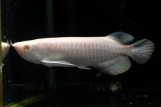 画像1: アルビノ過背金龍　NO.1（アクアリーダー産） (1)