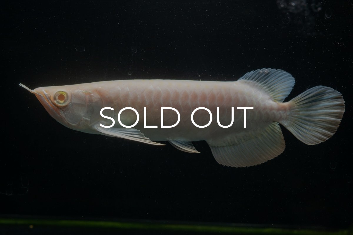画像3: アルビノ過背金龍　NO.2（アクアリーダー産） (3)