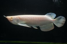 画像3: アルビノ過背金龍　NO.2（アクアリーダー産） (3)