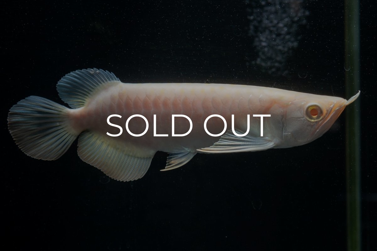 画像2: アルビノ過背金龍　NO.2（アクアリーダー産） (2)