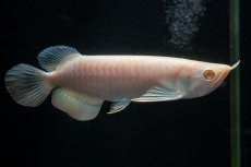 画像2: アルビノ過背金龍　NO.2（アクアリーダー産） (2)