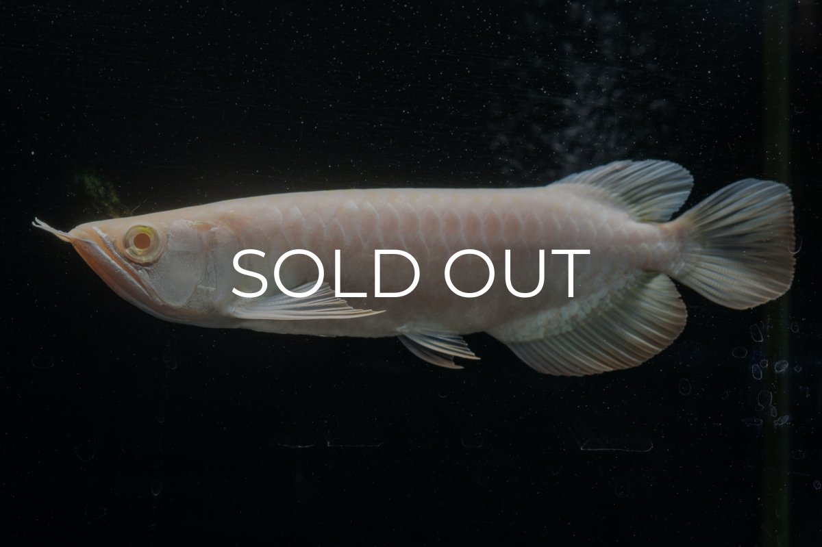 画像1: アルビノ過背金龍　NO.2（アクアリーダー産） (1)