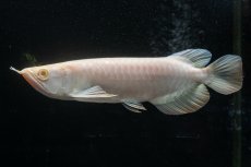 画像1: アルビノ過背金龍　NO.2（アクアリーダー産） (1)