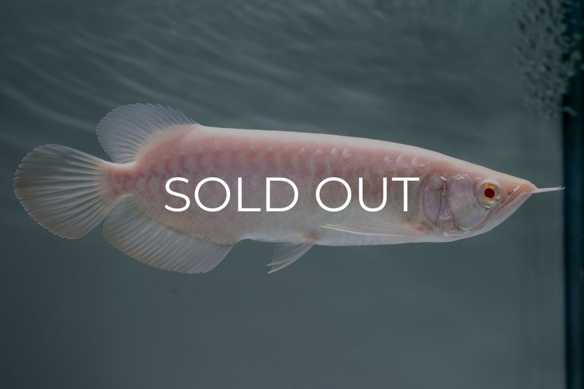 画像2: アルビノ過背金龍　NO.3（アクアリーダー産） (2)