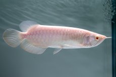 画像2: アルビノ過背金龍　NO.3（アクアリーダー産） (2)