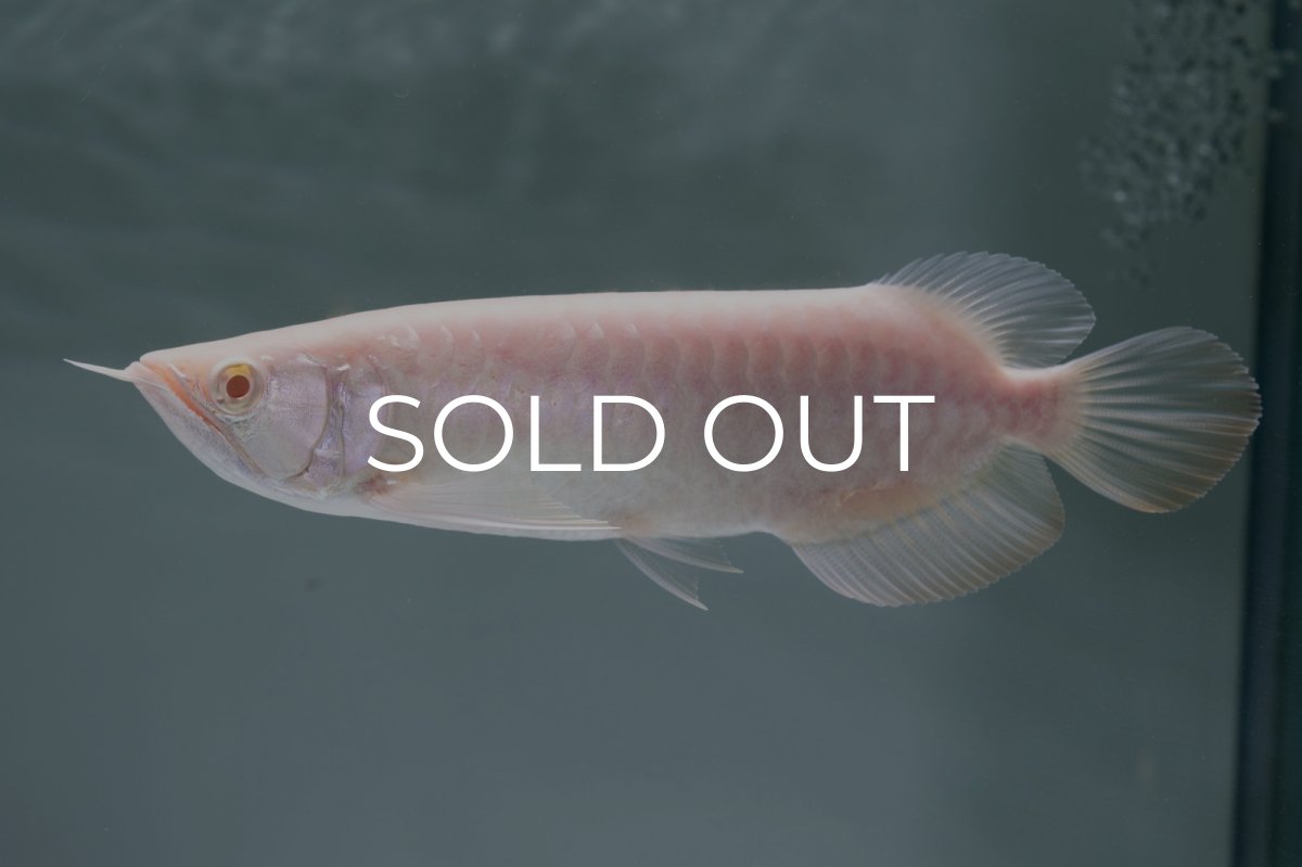 画像1: アルビノ過背金龍　NO.3（アクアリーダー産） (1)