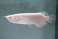 画像1: アルビノ過背金龍　NO.3（アクアリーダー産） (1)