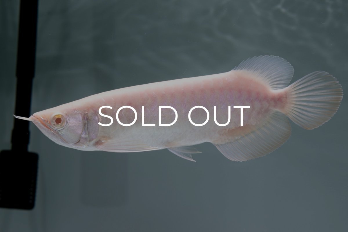 画像3: アルビノ過背金龍　NO.3（アクアリーダー産） (3)