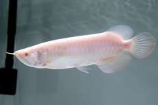 画像3: アルビノ過背金龍　NO.3（アクアリーダー産） (3)