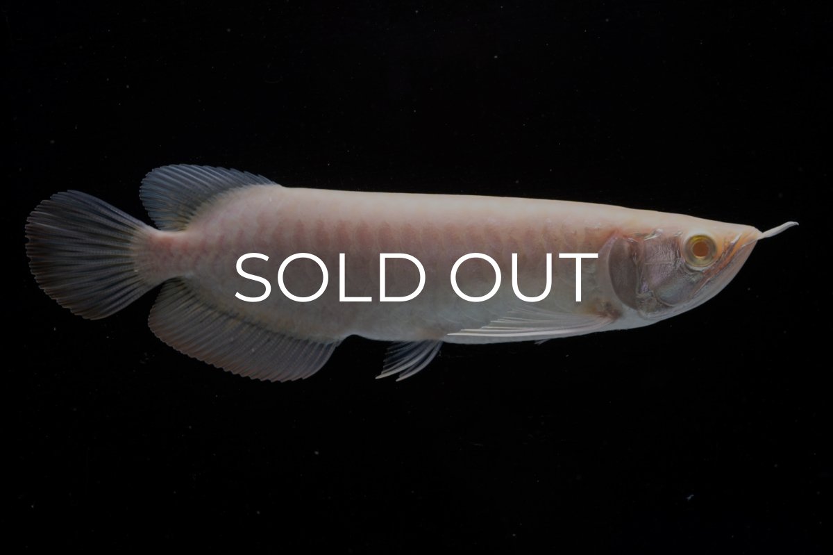 画像2: アルビノ過背金龍　NO.8（アクアリーダー産） (2)