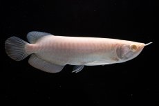 画像2: アルビノ過背金龍　NO.8（アクアリーダー産） (2)