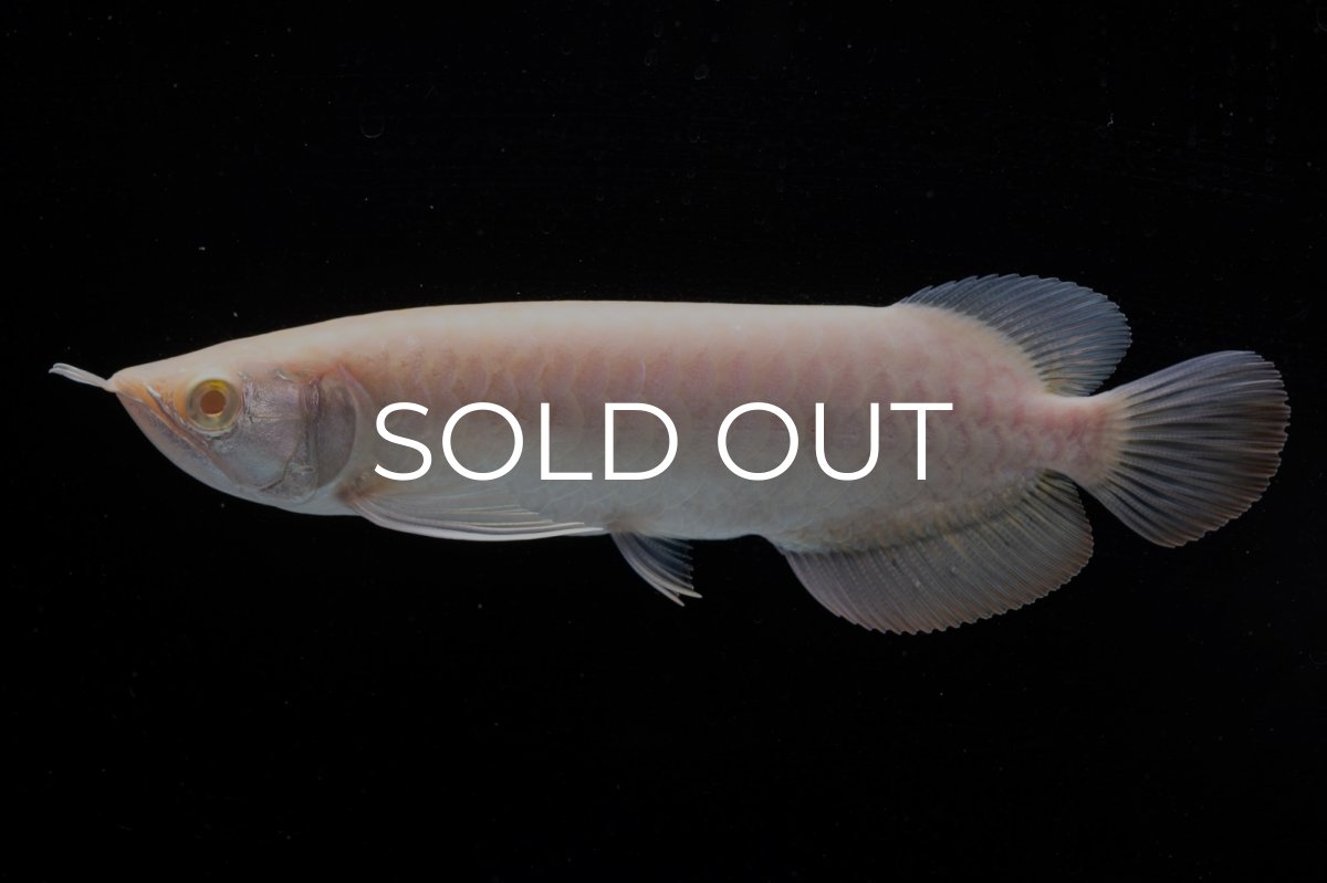 画像3: アルビノ過背金龍　NO.8（アクアリーダー産） (3)