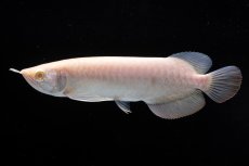 画像3: アルビノ過背金龍　NO.8（アクアリーダー産） (3)