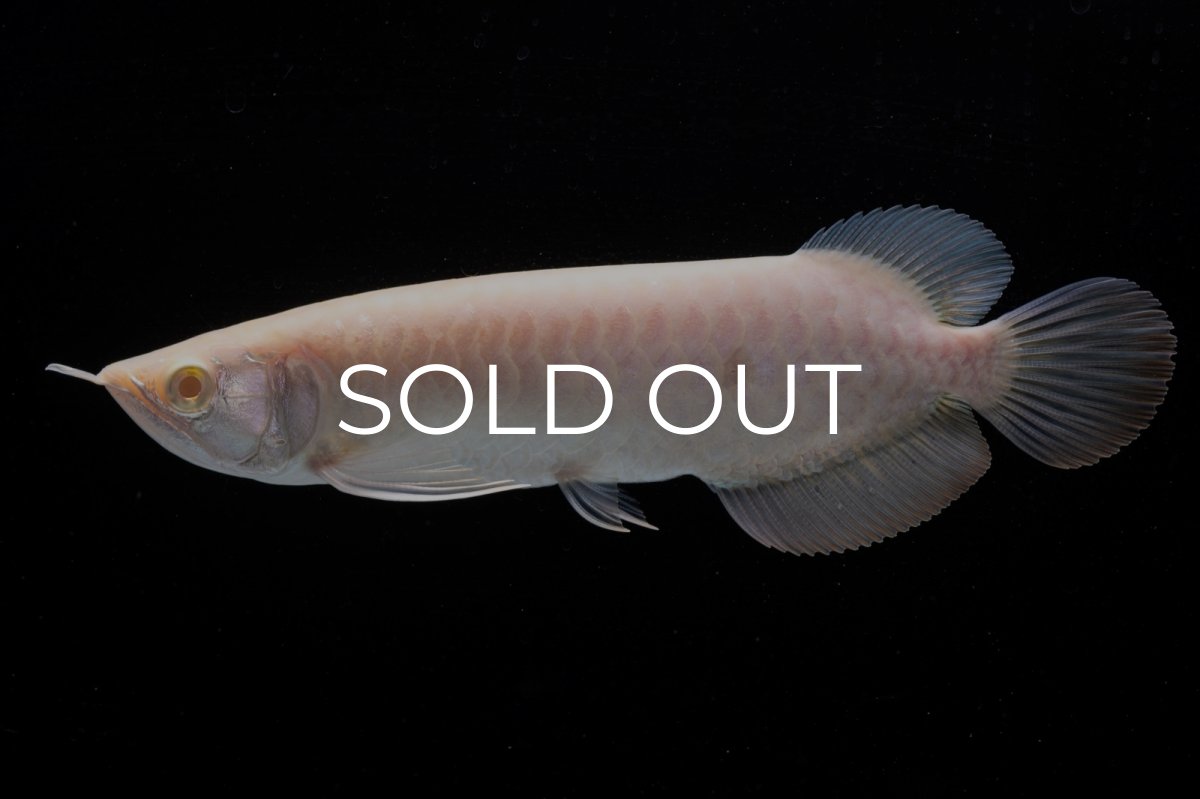 画像1: アルビノ過背金龍　NO.8（アクアリーダー産） (1)