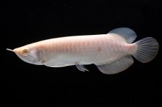 画像1: アルビノ過背金龍　NO.8（アクアリーダー産） (1)