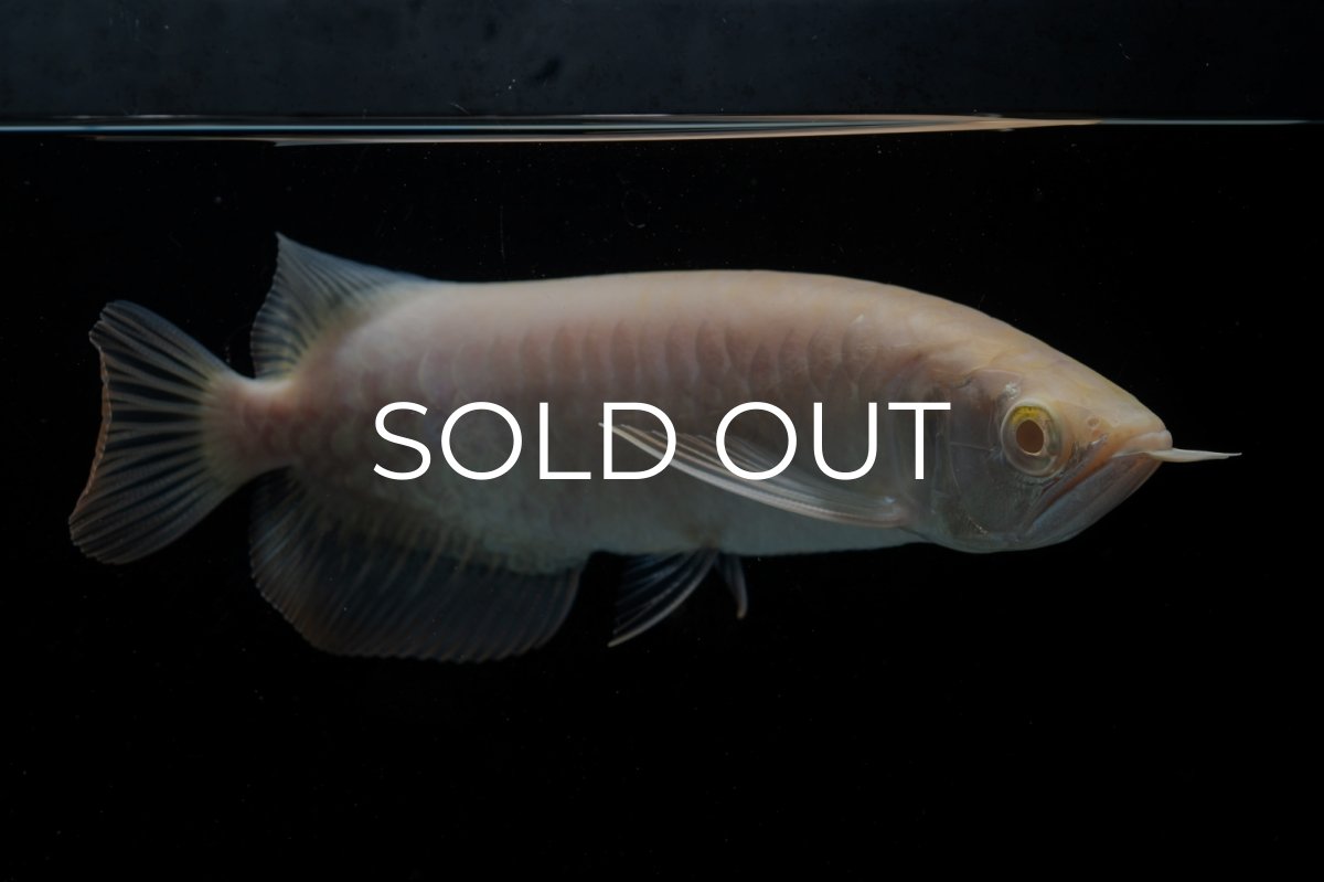 画像8: アルビノ過背金龍　NO.4（アクアリーダー産） (8)