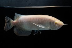 画像8: アルビノ過背金龍　NO.4（アクアリーダー産） (8)