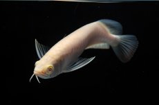 画像7: アルビノ過背金龍　NO.4（アクアリーダー産） (7)