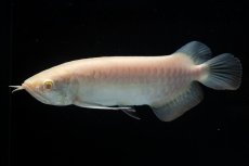 画像6: アルビノ過背金龍　NO.4（アクアリーダー産） (6)