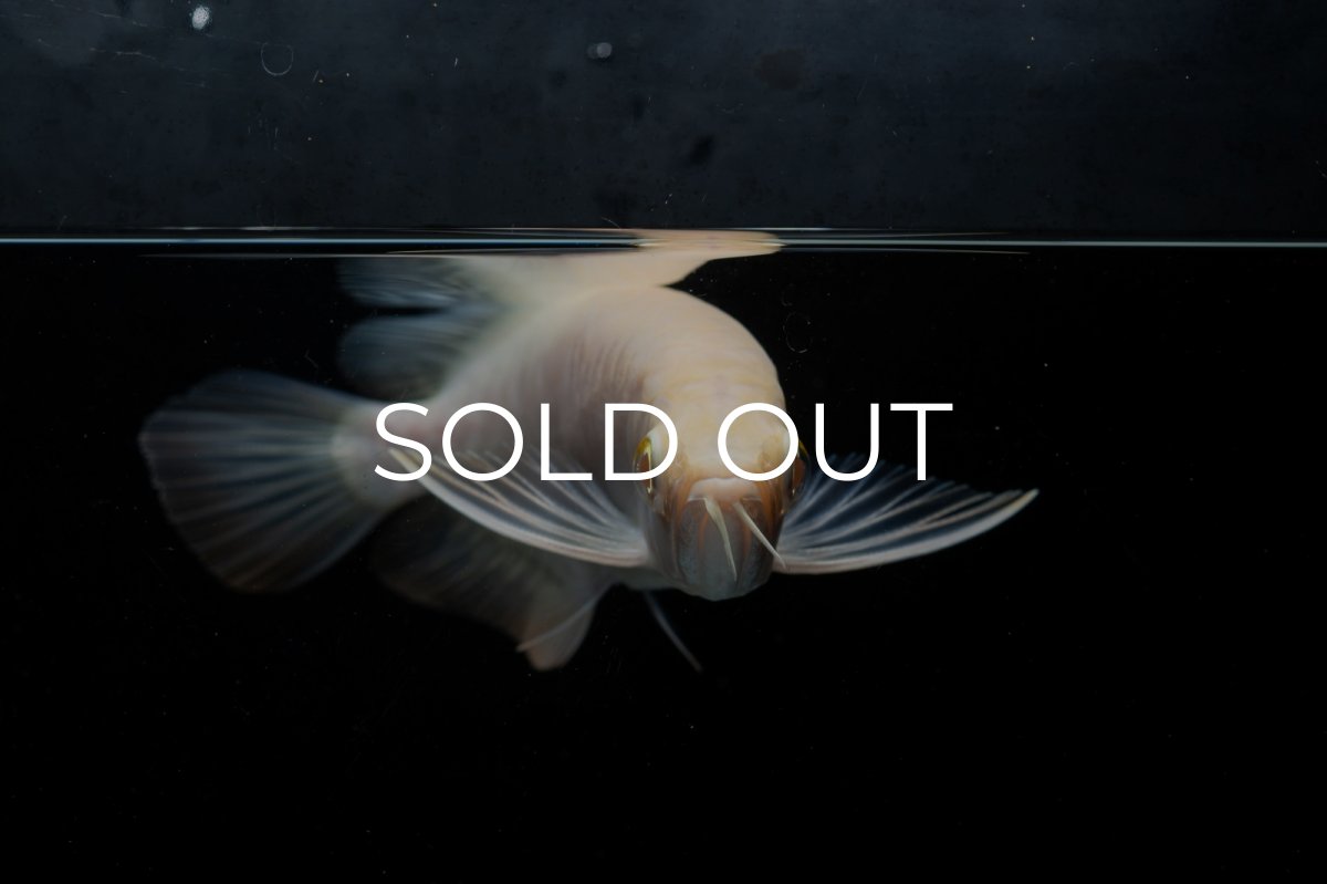 画像5: アルビノ過背金龍　NO.4（アクアリーダー産） (5)