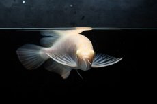 画像5: アルビノ過背金龍　NO.4（アクアリーダー産） (5)