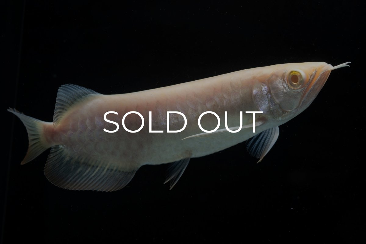 画像4: アルビノ過背金龍　NO.4（アクアリーダー産） (4)