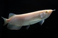 画像4: アルビノ過背金龍　NO.4（アクアリーダー産） (4)