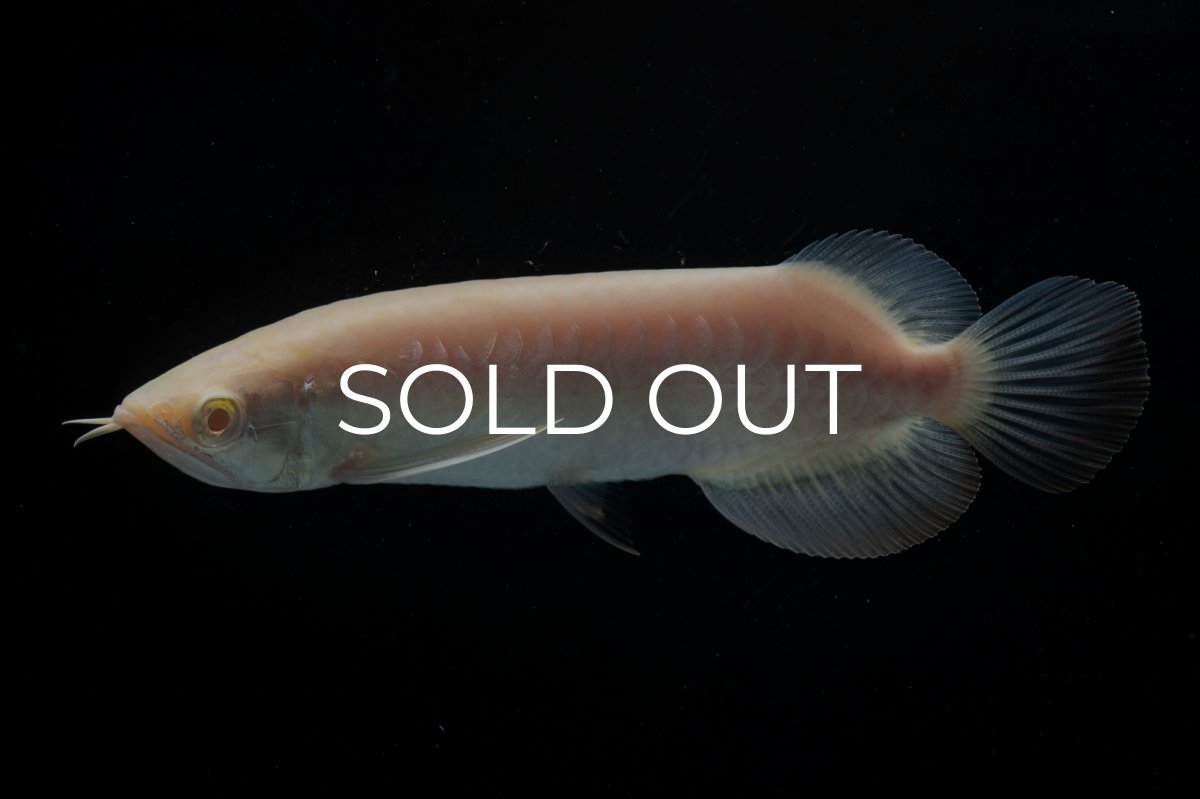 画像3: アルビノ過背金龍　NO.4（アクアリーダー産） (3)