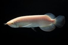 画像3: アルビノ過背金龍　NO.4（アクアリーダー産） (3)