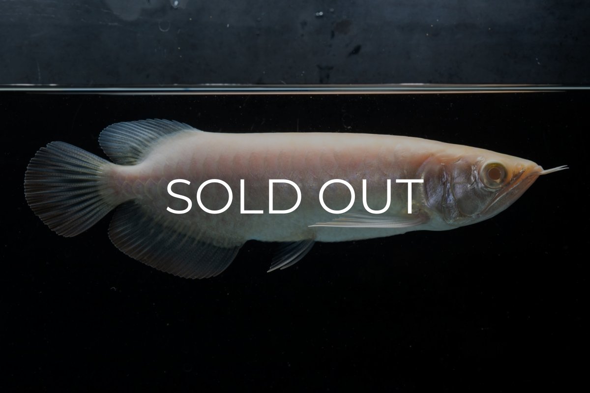 画像2: アルビノ過背金龍　NO.4（アクアリーダー産） (2)