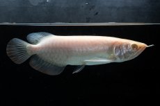 画像2: アルビノ過背金龍　NO.4（アクアリーダー産） (2)