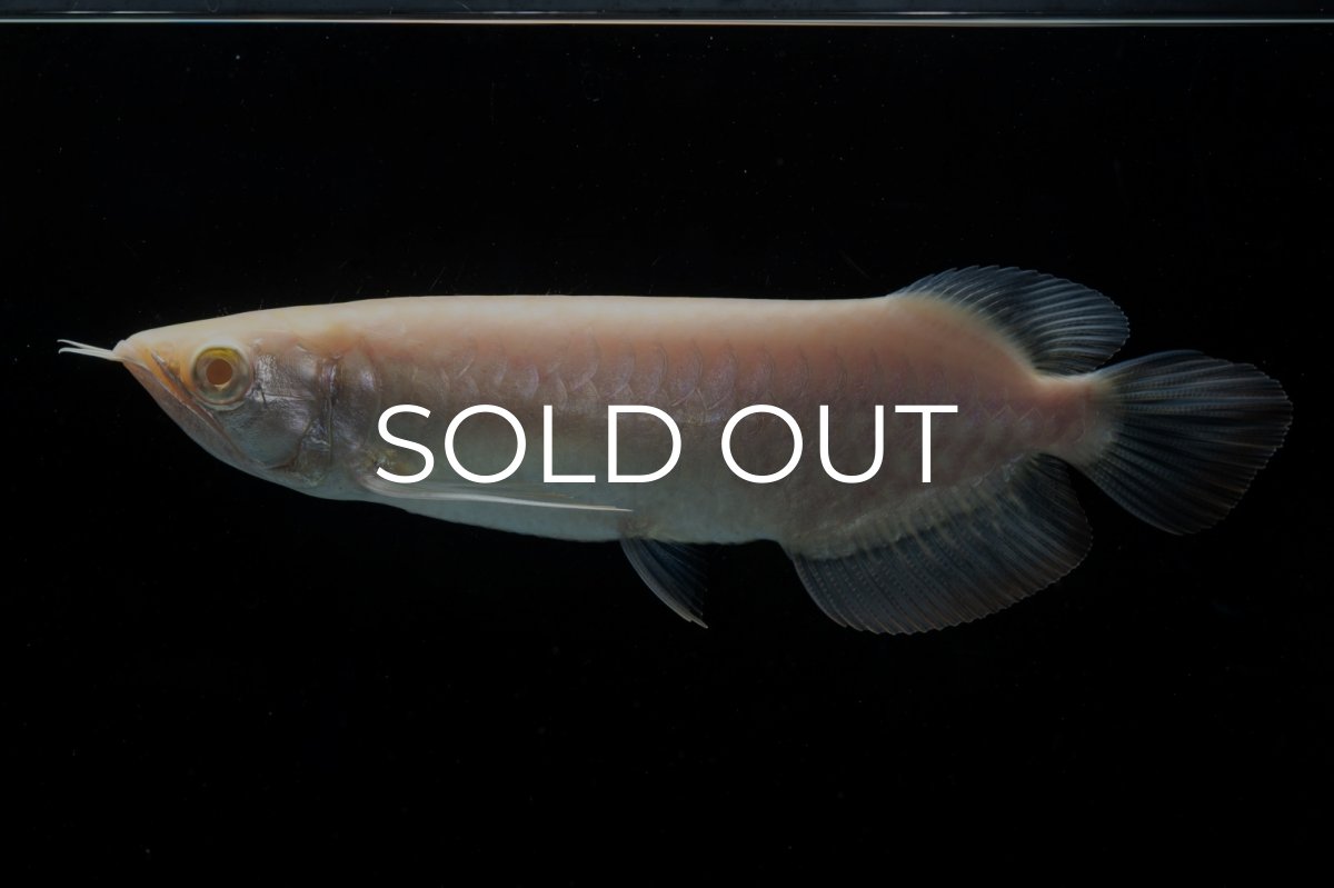 画像1: アルビノ過背金龍　NO.4（アクアリーダー産） (1)