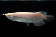 画像1: アルビノ過背金龍　NO.4（アクアリーダー産） (1)