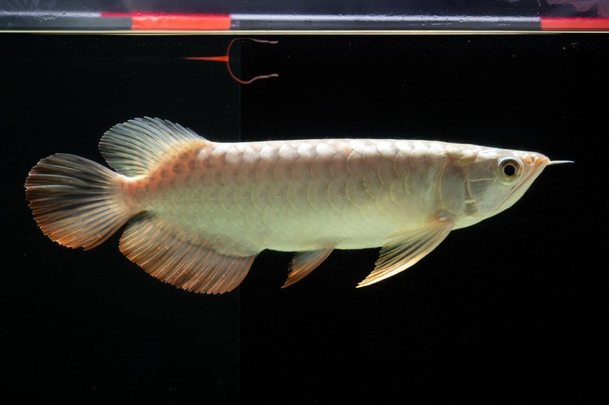 画像3: 過背金龍　NO.1（イーロン産） (3)