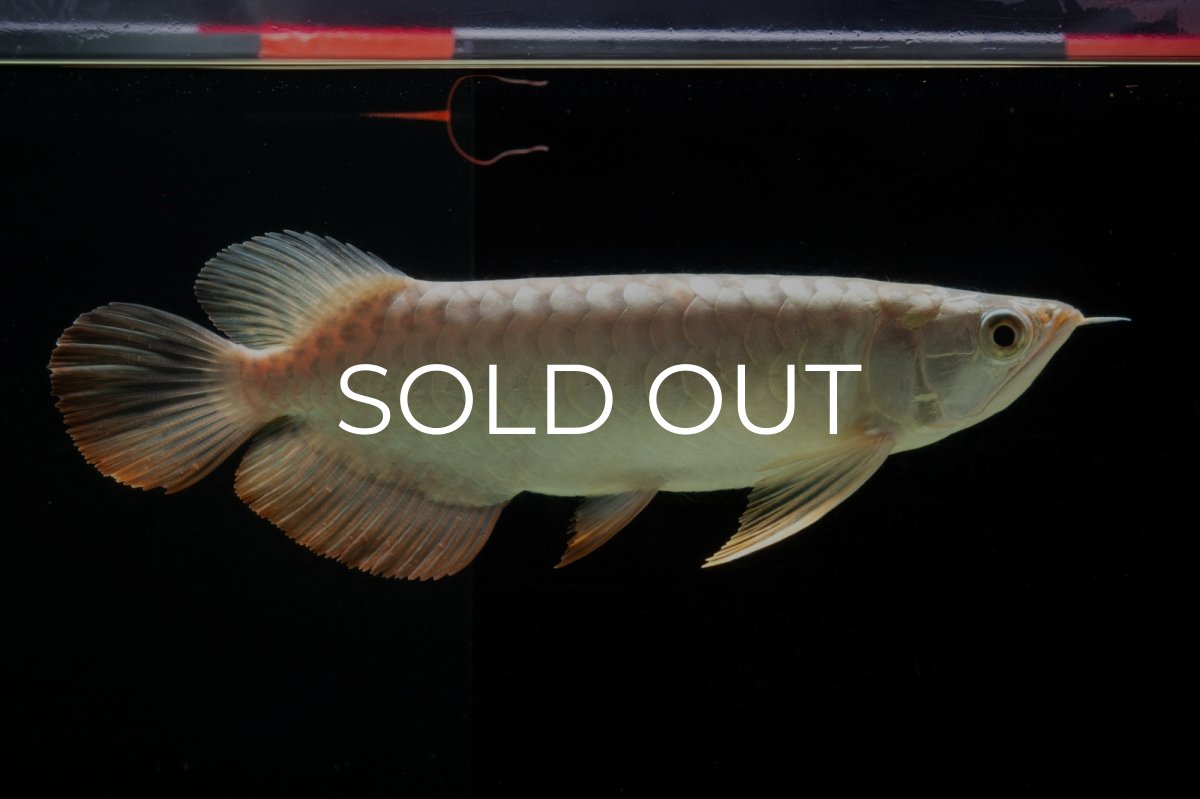 画像3: 過背金龍　NO.1（イーロン産） (3)