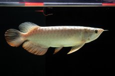 画像3: 過背金龍　NO.1（イーロン産） (3)