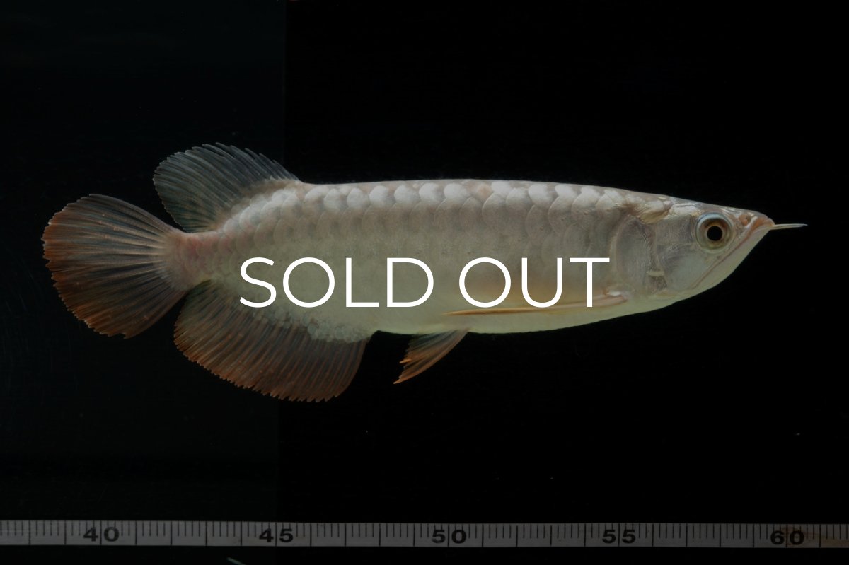 画像1: 過背金龍　NO.1（イーロン産） (1)