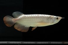 画像1: 過背金龍　NO.1（イーロン産） (1)