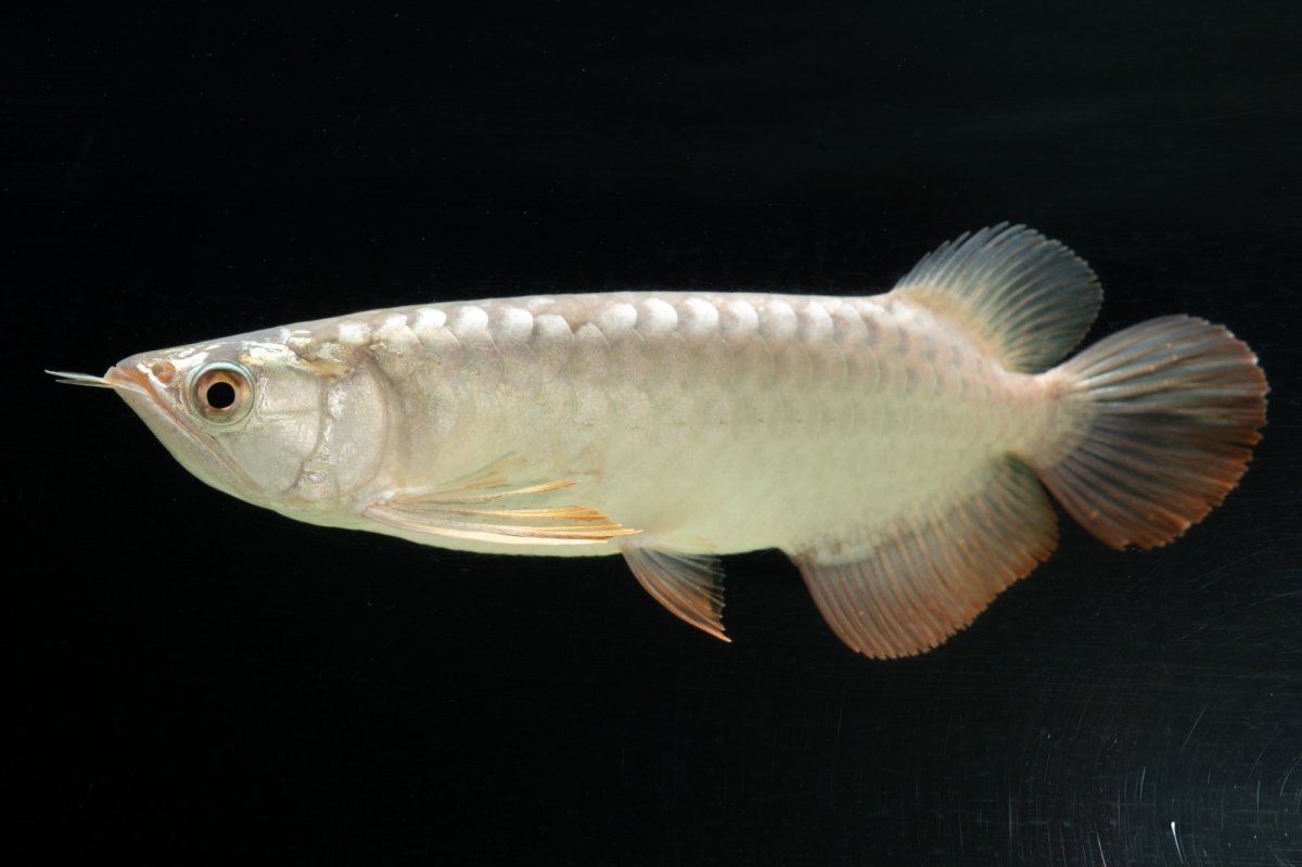 画像2: 過背金龍　NO.1（イーロン産） (2)