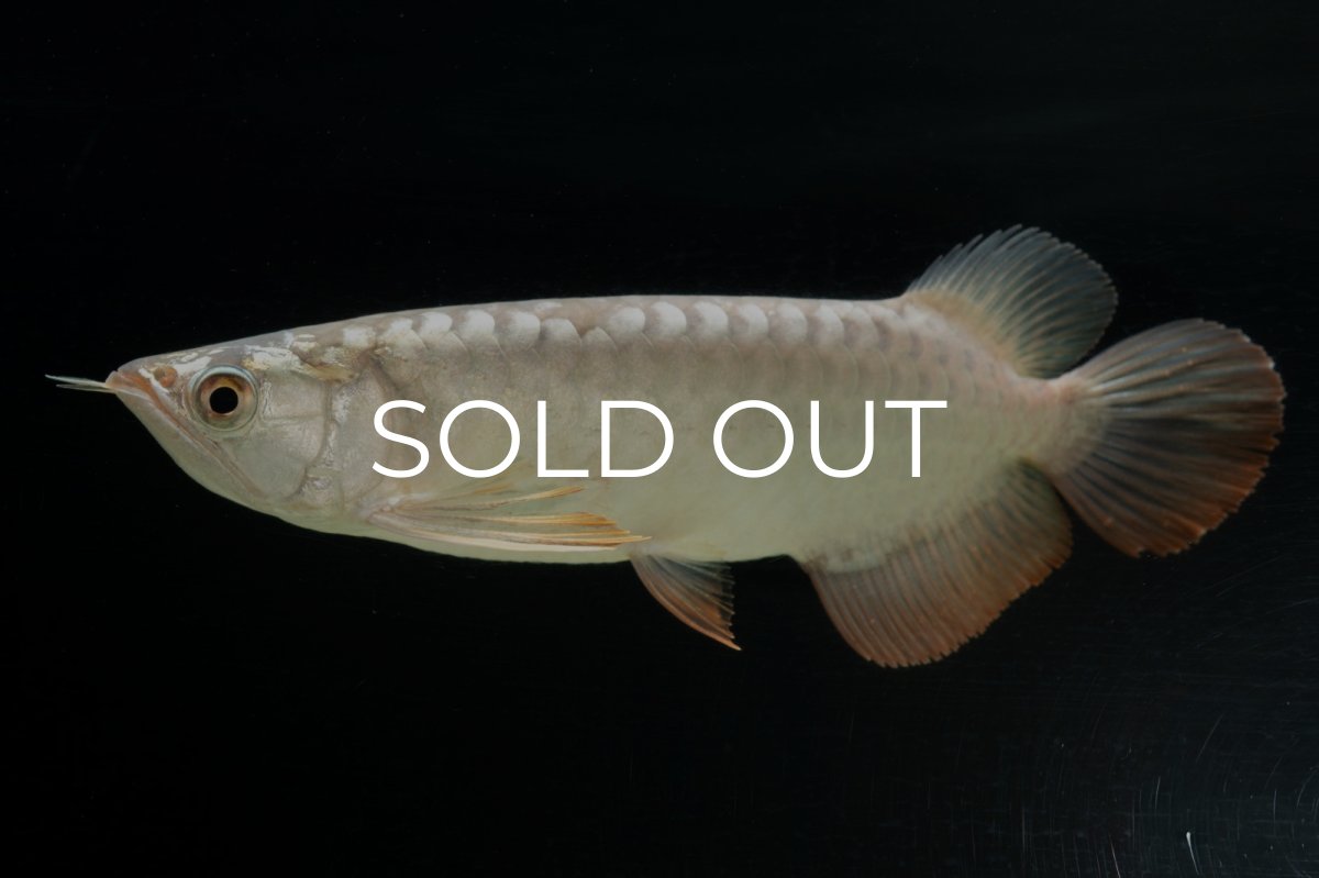 画像2: 過背金龍　NO.1（イーロン産） (2)