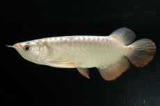 画像2: 過背金龍　NO.1（イーロン産） (2)