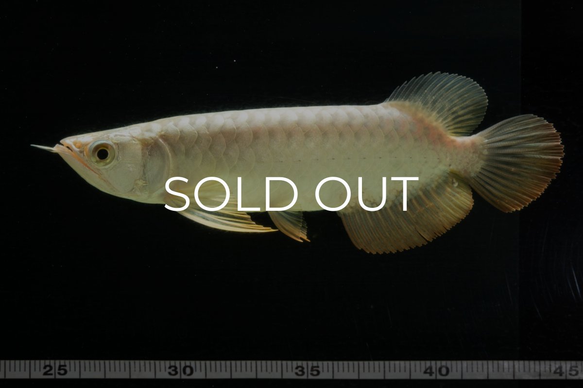 画像10: 過背金龍　NO.2（イーロン産） (10)