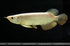 画像10: 過背金龍　NO.2（イーロン産） (10)