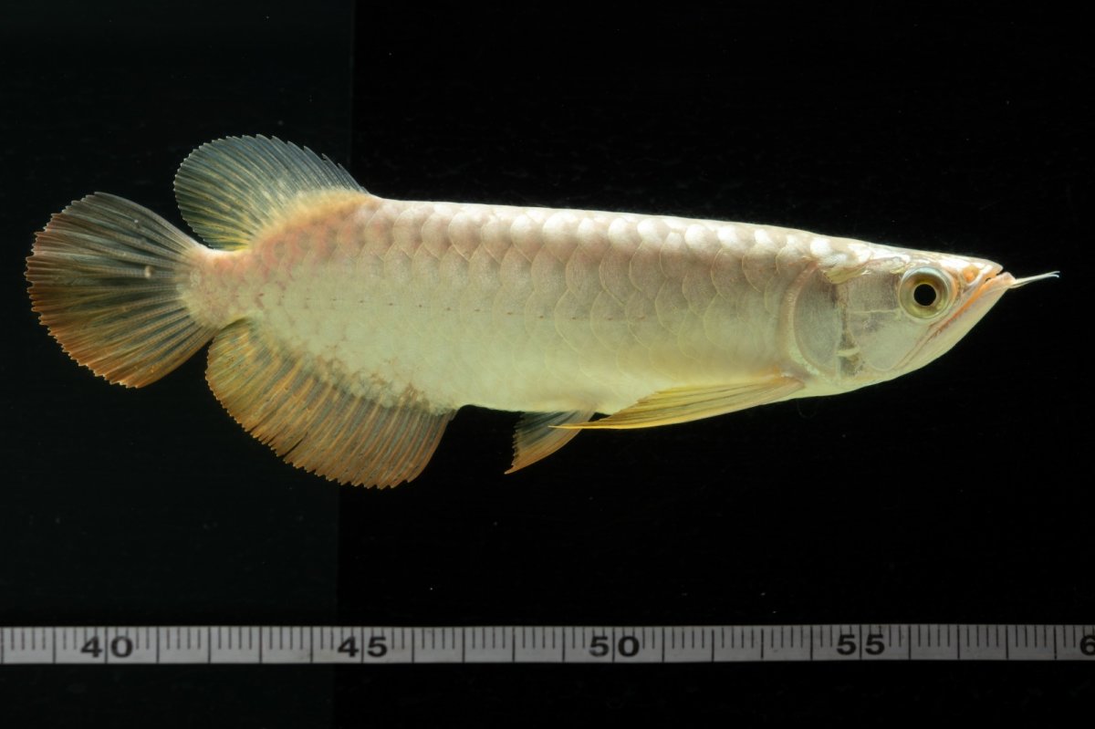 画像11: 過背金龍　NO.2（イーロン産） (11)