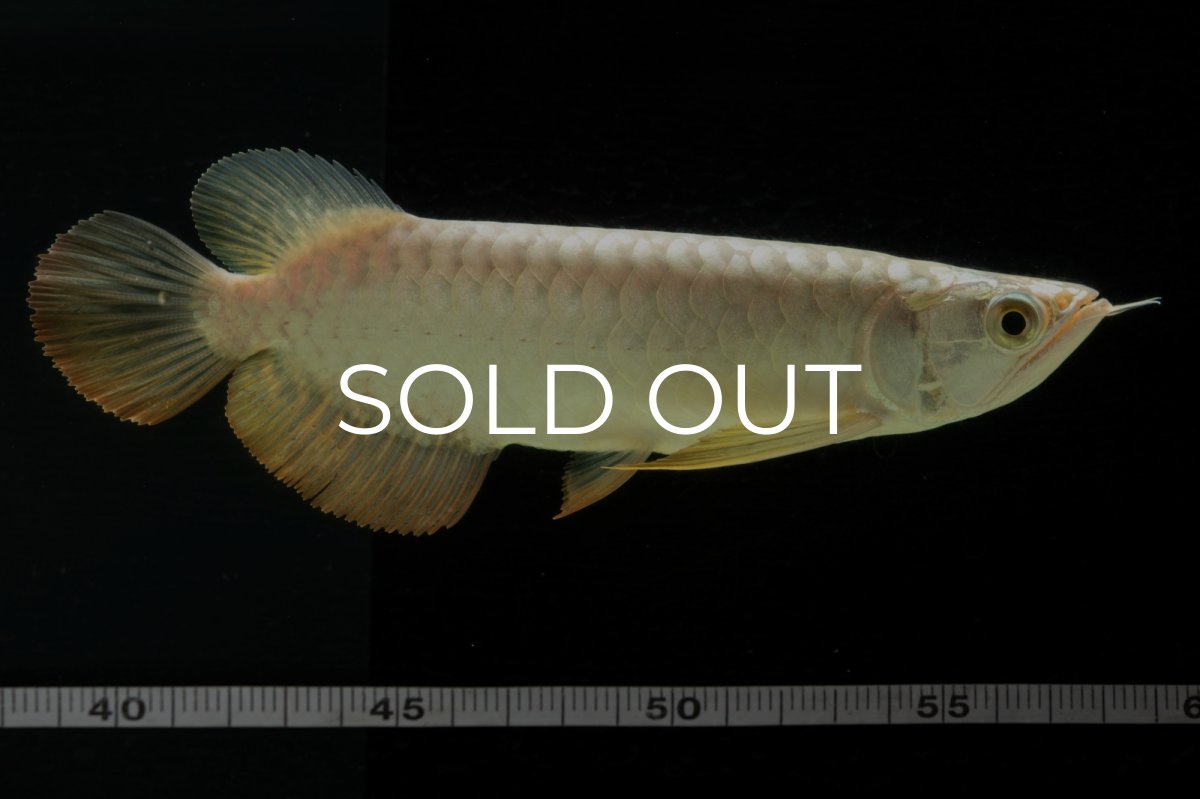 画像11: 過背金龍　NO.2（イーロン産） (11)