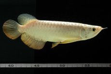 画像11: 過背金龍　NO.2（イーロン産） (11)