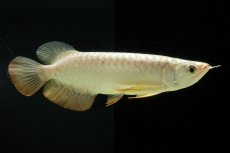 画像6: 過背金龍　NO.2（イーロン産） (6)