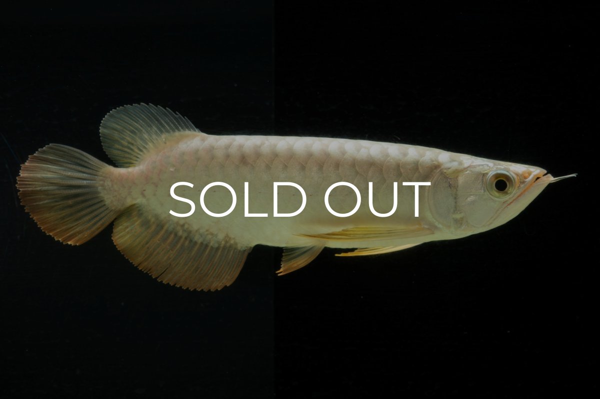 画像4: 過背金龍　NO.2（イーロン産） (4)