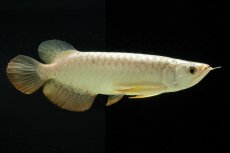 画像4: 過背金龍　NO.2（イーロン産） (4)